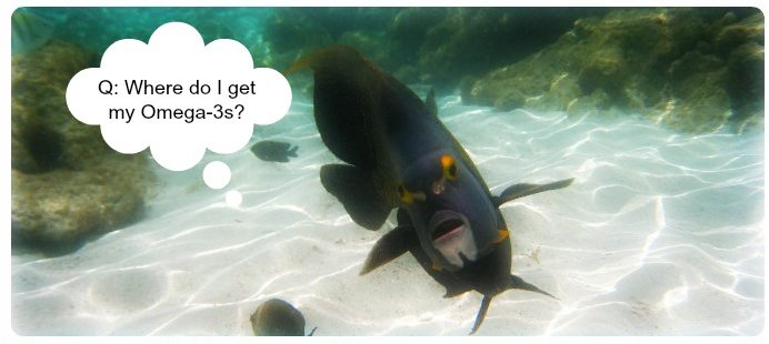 Omega 3 Benefits & Best Sources (It’s NOT What You May Think)