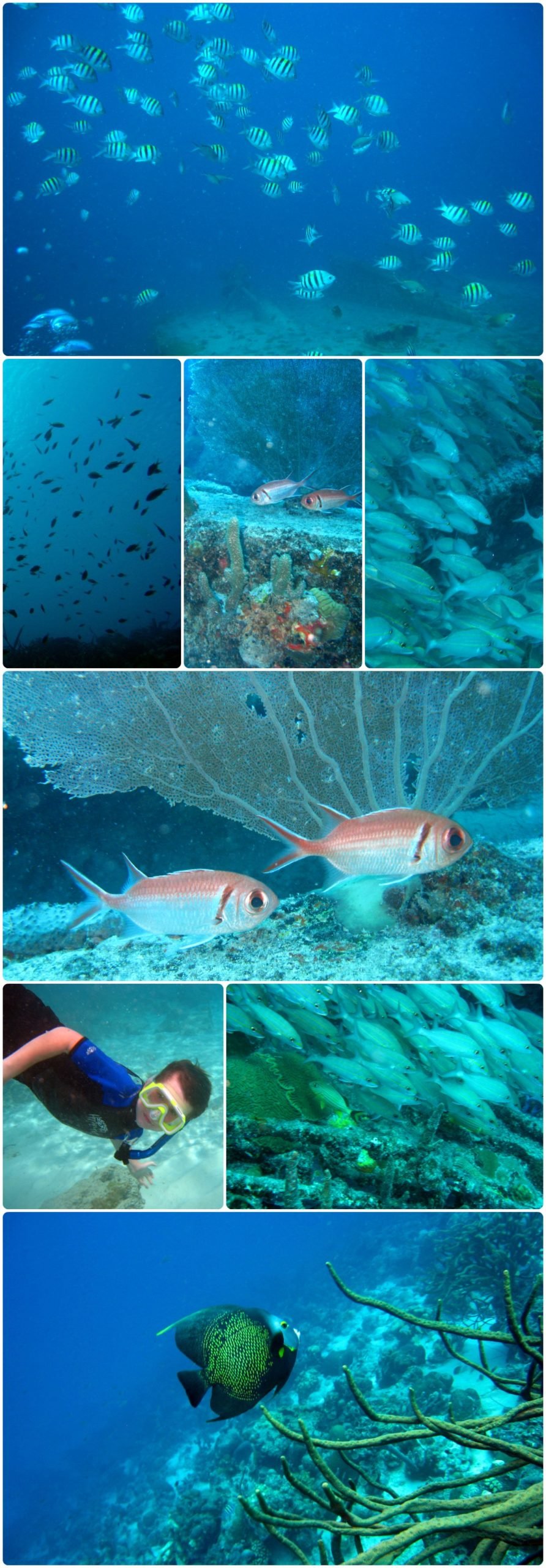 Fish Is a Healthy Food: Fact or Fiction?