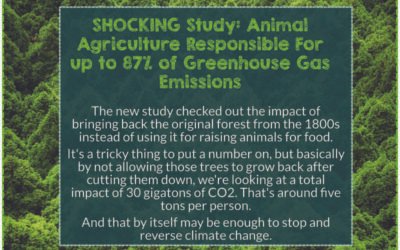 SHOCKING Study: Animal Agriculture Responsible For up to 87% of Greenhouse Gas Emissions